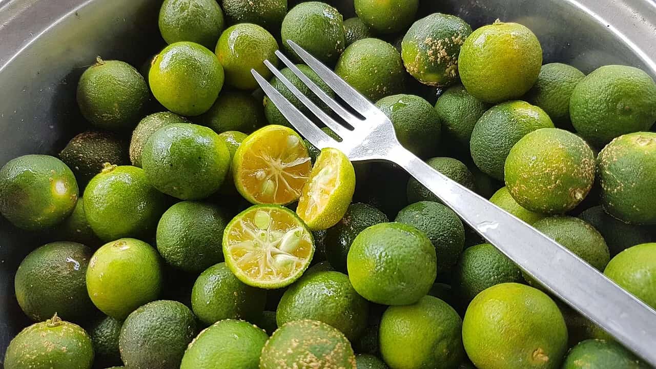 Fresh Philippine calamansi fruit with one fruit cut open