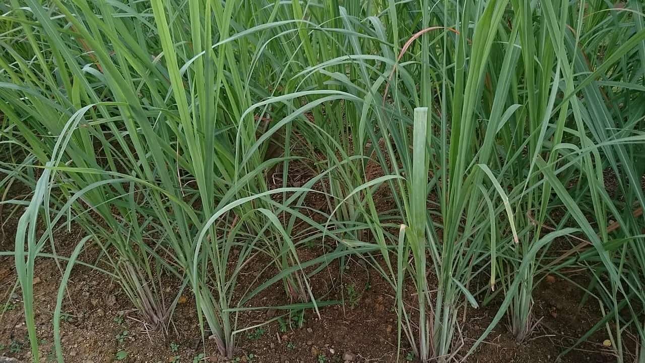 Culinary lemongrass plants with thick pale stalk bases