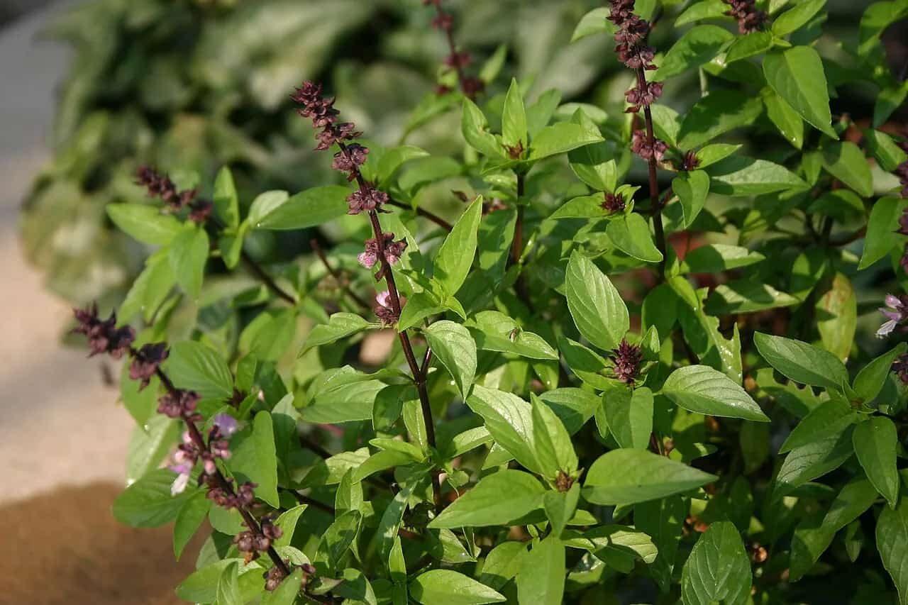Thai basil plant with green leaves, purple stems, and flowers